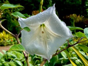 What’s Blooming at WVBG?